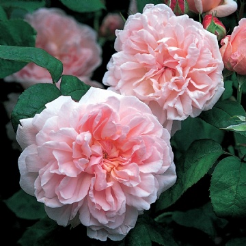 Eglantyne - Rose Varieties | VARDI | ვარდი                                                                                                                