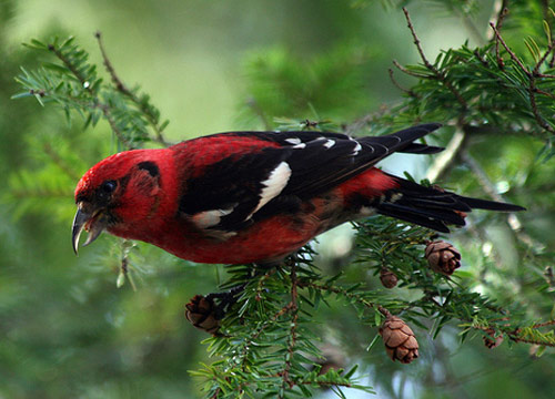 White-winged Crossbill - Bird Species | Frinvelis jishebi | ფრინველის ჯიშები