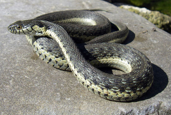 Thamnophis hammondii - Two-striped Gartersnake - snake species | gveli | გველი
