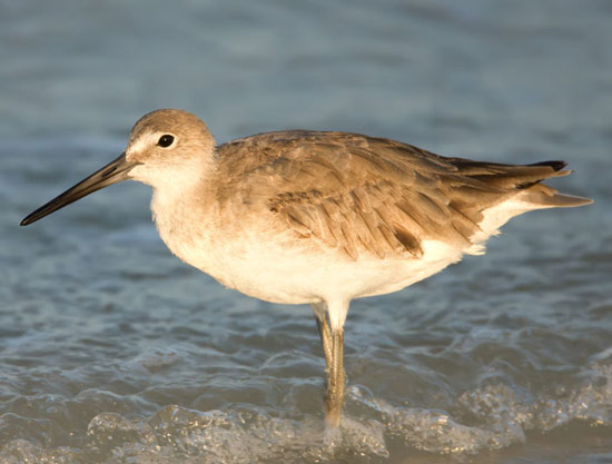 Willet - Bird Species | Frinvelis jishebi | ფრინველის ჯიშები