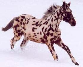 Knabstrup 2 - horse Breeds | ცხენის ჯიშები| cxenis jishebi