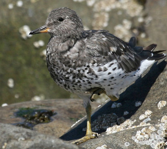 Surfbird - Bird Species | Frinvelis jishebi | ფრინველის ჯიშები