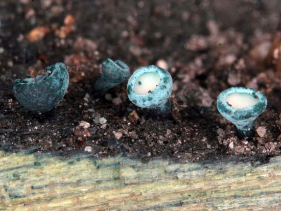 Chlorociboria aeruginosa - Fungi species | sokos jishebi | სოკოს ჯიშები