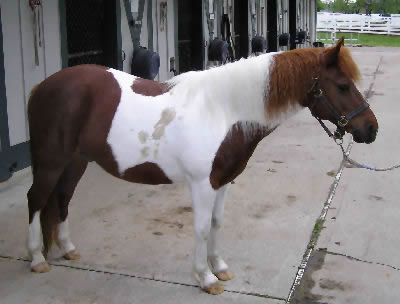 Chincoteague 2 - horse Breeds | ცხენის ჯიშები| cxenis jishebi