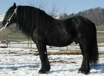 Ariegeois - horse Breeds | ცხენის ჯიშები| cxenis jishebi
