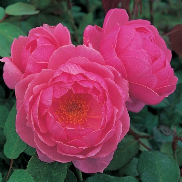 Heather Austin - Rose Varieties | VARDI | ვარდი                                                                                                                
