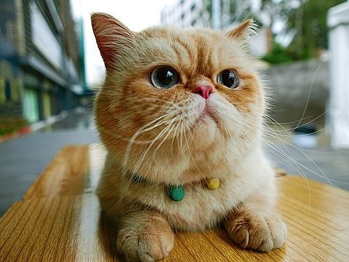 Exotic 2 - cat Breeds | კატის ჯიშები | katis jishebi