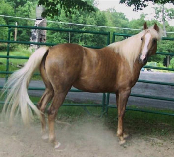 Albanian Horse - horse Breeds | ცხენის ჯიშები| cxenis jishebi
