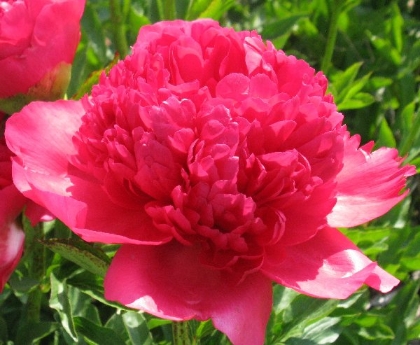 Command Performance -                                                                                                                 Peonies species| PIONI | პიონი
