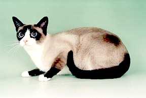 Snowshoe 2 - cat Breeds | კატის ჯიშები | katis jishebi
