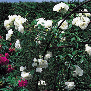Iceberg Climbing - Rose Varieties | VARDI | ვარდი                                                                                                                