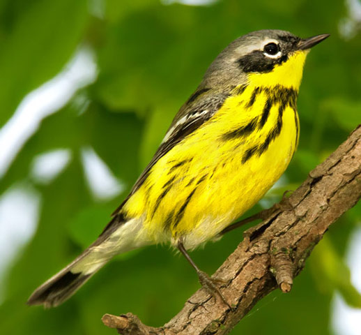 Magnolia Warbler - Bird Species | Frinvelis jishebi | ფრინველის ჯიშები