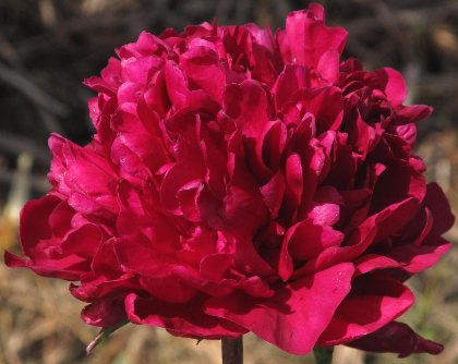 Edward Flynn -                                                                                                                 Peonies species| PIONI | პიონი
