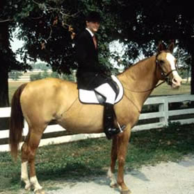 Don 3 - horse Breeds | ცხენის ჯიშები| cxenis jishebi