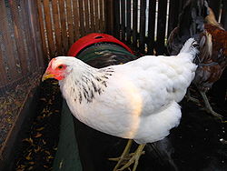 Delaware 2 - chicken Breeds | ქათმის ჯიშები | qatmis jishebi