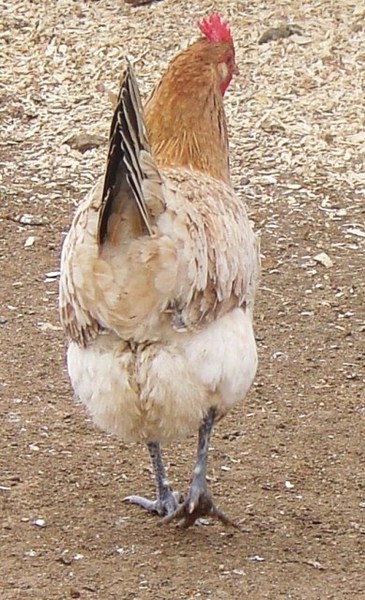 Penedesenca 2 - chicken Breeds | ქათმის ჯიშები | qatmis jishebi