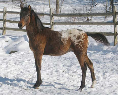 AraAppaloosa Horse - horse Breeds | ცხენის ჯიშები| cxenis jishebi