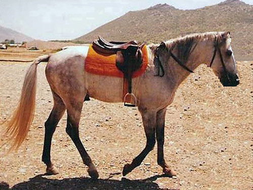Anadolu Pony - horse Breeds | ცხენის ჯიშები| cxenis jishebi