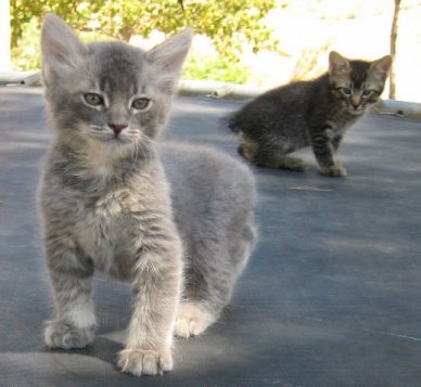 Manx 3 - cat Breeds | კატის ჯიშები | katis jishebi