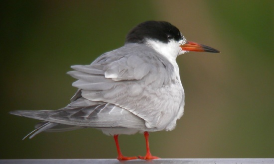 Forster's Tern - Bird Species | Frinvelis jishebi | ფრინველის ჯიშები