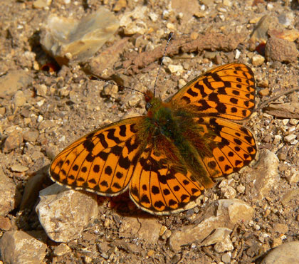 Pearl-b Fritillary - Butterfly species | PEPLIS JISHEBI | პეპლის ჯიშები