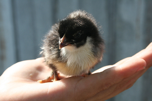 Jersey Giant 1 - chicken Breeds | ქათმის ჯიშები | qatmis jishebi