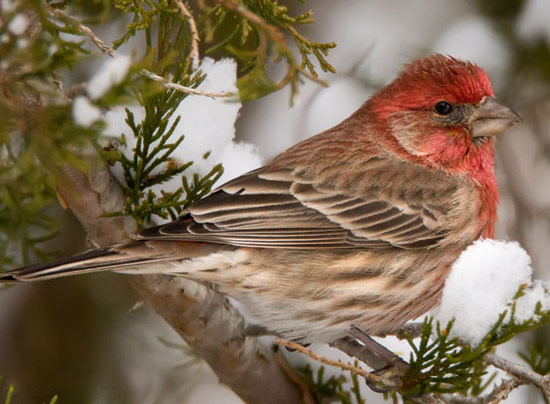 House Finch - Bird Species | Frinvelis jishebi | ფრინველის ჯიშები