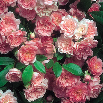 The Fairy - Rose Varieties | VARDI | ვარდი                                                                                                                