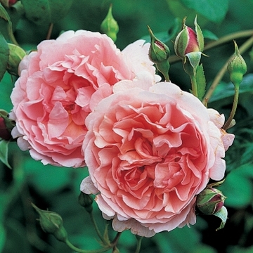 Strawberry Hill - Rose Varieties | VARDI | ვარდი                                                                                                                