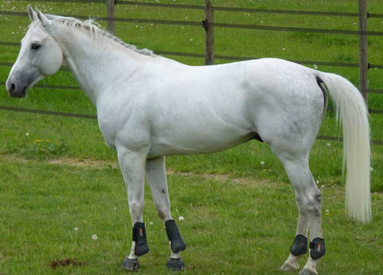 Anglo-Arabian Horse - horse Breeds | ცხენის ჯიშები| cxenis jishebi