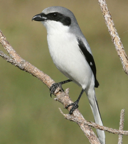 Loggerhead Shrike - Bird Species | Frinvelis jishebi | ფრინველის ჯიშები