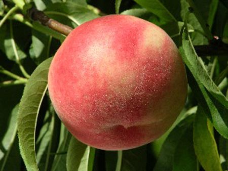 Blushingstar - Peach Varieties