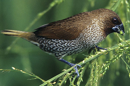 Nutmeg Mannikin - Bird Species | Frinvelis jishebi | ფრინველის ჯიშები