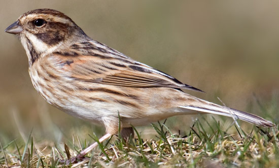 Reed Bunting - Bird Species | Frinvelis jishebi | ფრინველის ჯიშები
