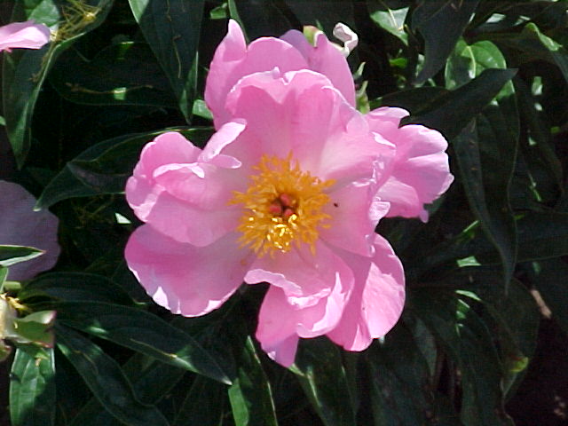 Dawn Pink -                                                                                                                 Peonies species| PIONI | პიონი