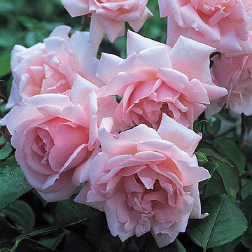 New Dawn - Rose Varieties | VARDI | ვარდი                                                                                                                