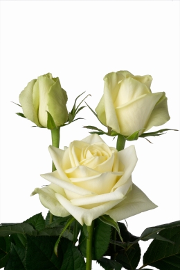 Affinity - Rose Varieties | VARDI | ვარდი                                                                                                                