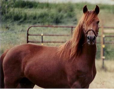 Morgan - horse Breeds | ცხენის ჯიშები| cxenis jishebi
