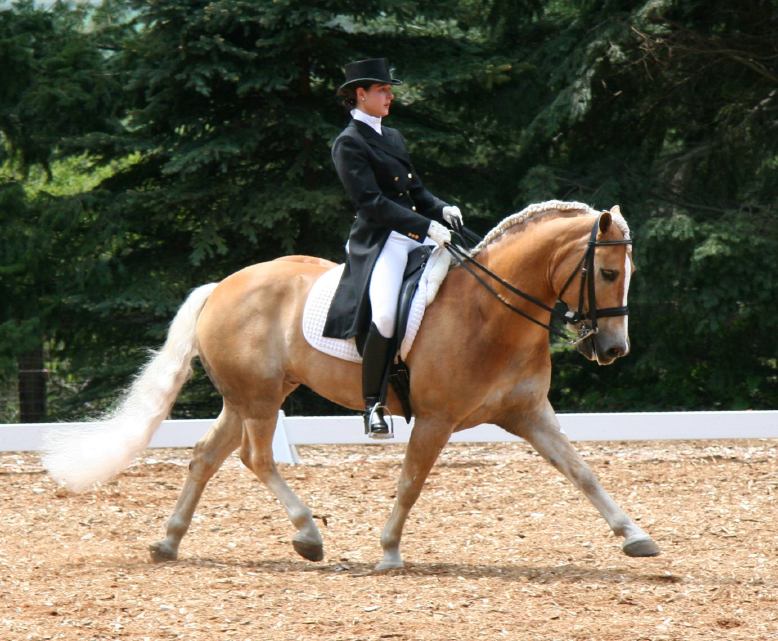 Haflinger 1 - horse Breeds | ცხენის ჯიშები| cxenis jishebi