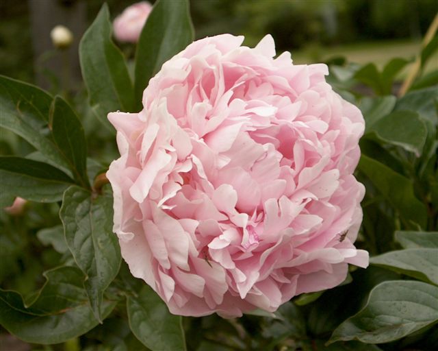 Ella Christiansen -                                                                                                                 Peonies species| PIONI | პიონი