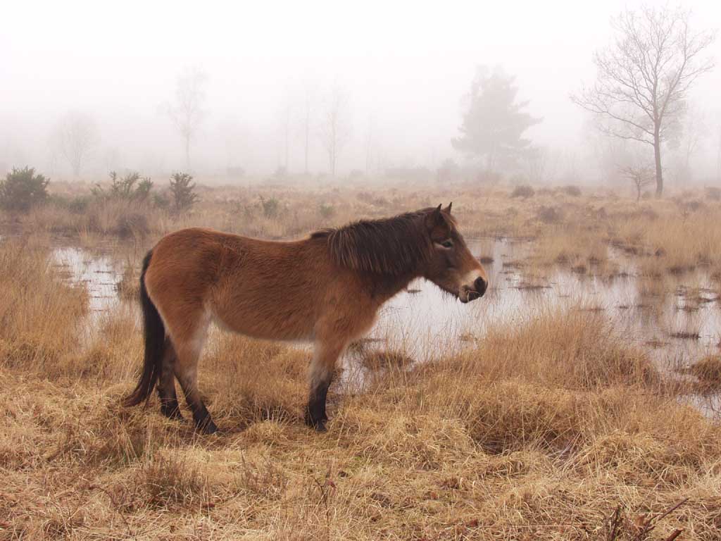 Exmoor 3 - horse Breeds | ცხენის ჯიშები| cxenis jishebi