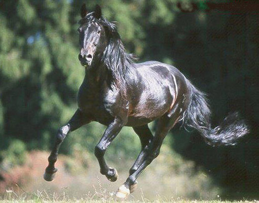 Anglo-Kabarda Horse - horse Breeds | ცხენის ჯიშები| cxenis jishebi