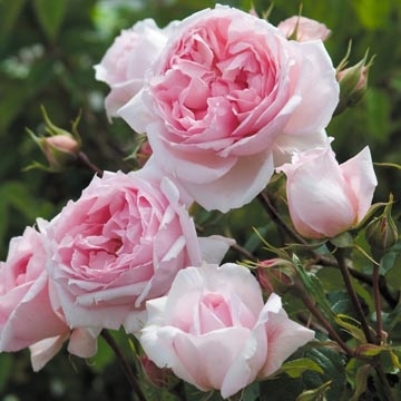 The Wedgwood Rose - Rose Varieties | VARDI | ვარდი                                                                                                                
