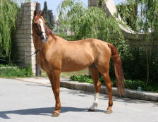 Karabakh 2 - horse Breeds | ცხენის ჯიშები| cxenis jishebi