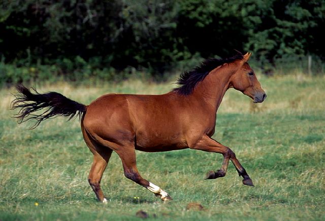 Quarter Horse - horse Breeds | ცხენის ჯიშები| cxenis jishebi