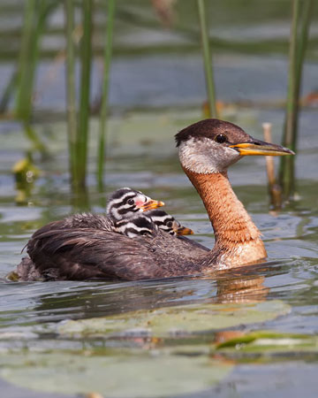 Red-necked Grebe - Bird Species | Frinvelis jishebi | ფრინველის ჯიშები