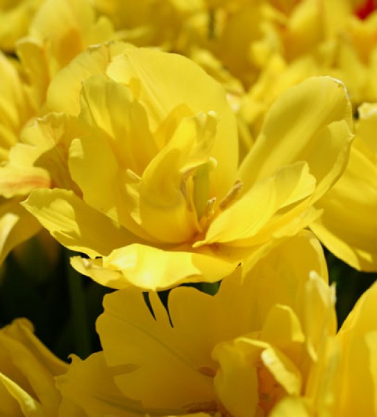 Monte Carlo -                                                         Species Tulip| TITA | ტიტა                                                        