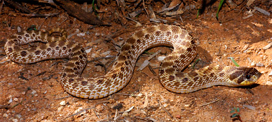MEXICAN HOG-NOSED SNAKE <br />  Heterodon kennerlyi - snake species | gveli | გველი