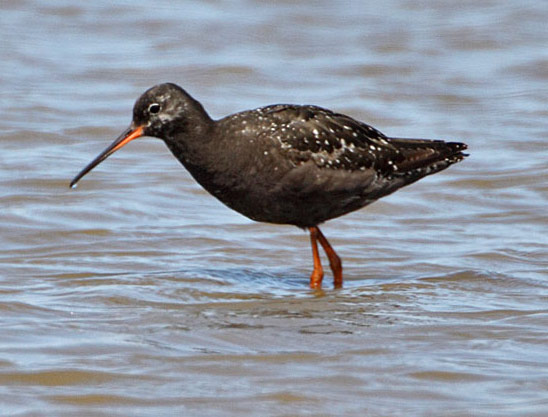 Spotted Redshank - Bird Species | Frinvelis jishebi | ფრინველის ჯიშები