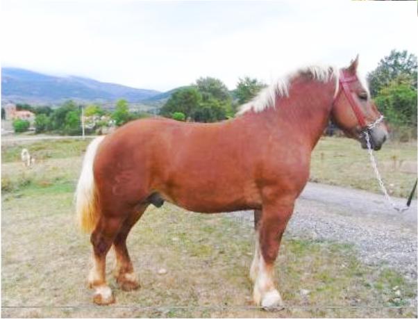 Breton 1 - horse Breeds | ცხენის ჯიშები| cxenis jishebi